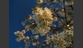 Apfelblüte