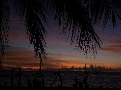 Palmenidylle 