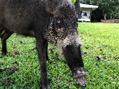 Bartschwein 