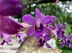 Orchidee