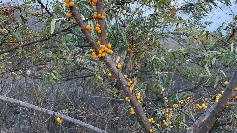 Orange Vitamin C Bomben