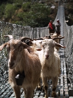  Ziegen auf Hängebrücke