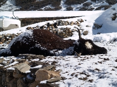  Yak im Winterschlaf