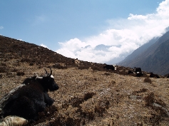 Yak, Wiese, Aussicht (v.l.r)