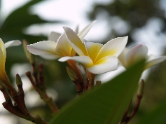 Perhentian Island Flowers