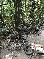 Der Baum war sich wohl nicht ganz sicher wo er hinwachsen wollte