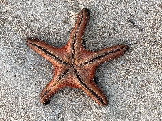 Seestern am Strand