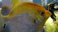 Einer der unzähligen Fische im Emirates Mall Aquarium.