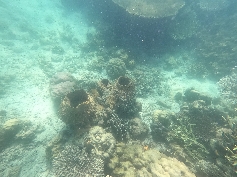 Korallen Krüge 