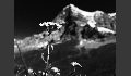 Flower with Eiger north face in the background